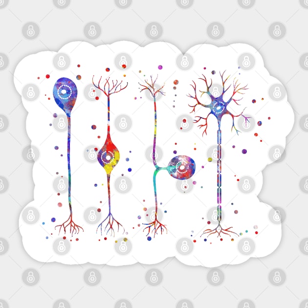 Four types of neurons Sticker by RosaliArt